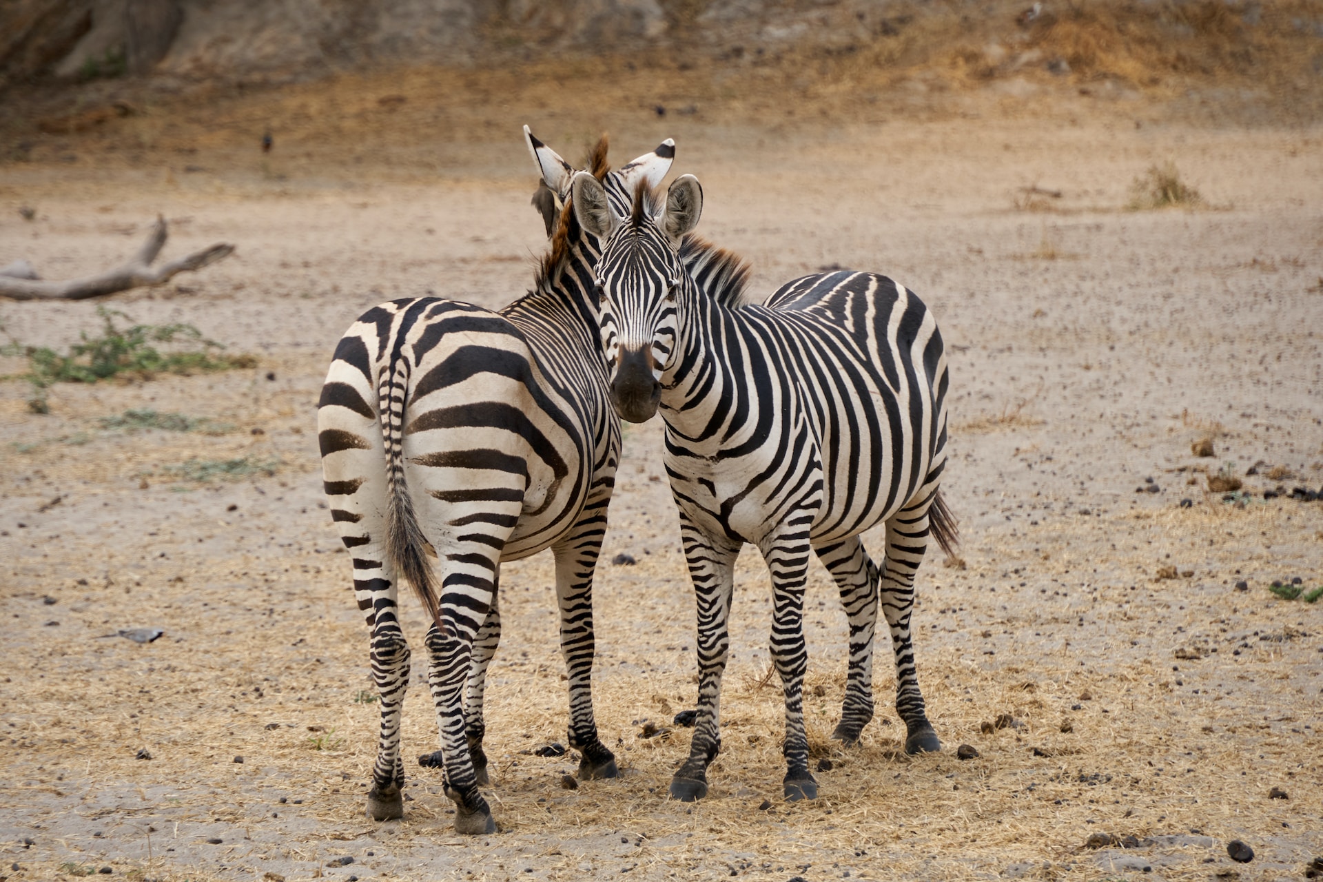 Lake Manyara National Park & Ngorongoro crater