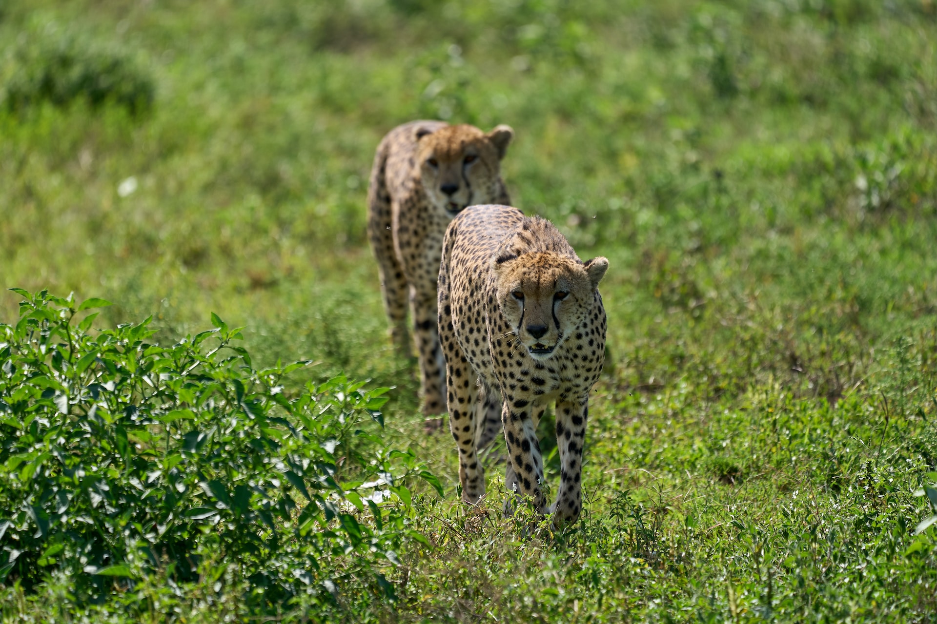 Lake Manyara National Park & Ngorongoro crater