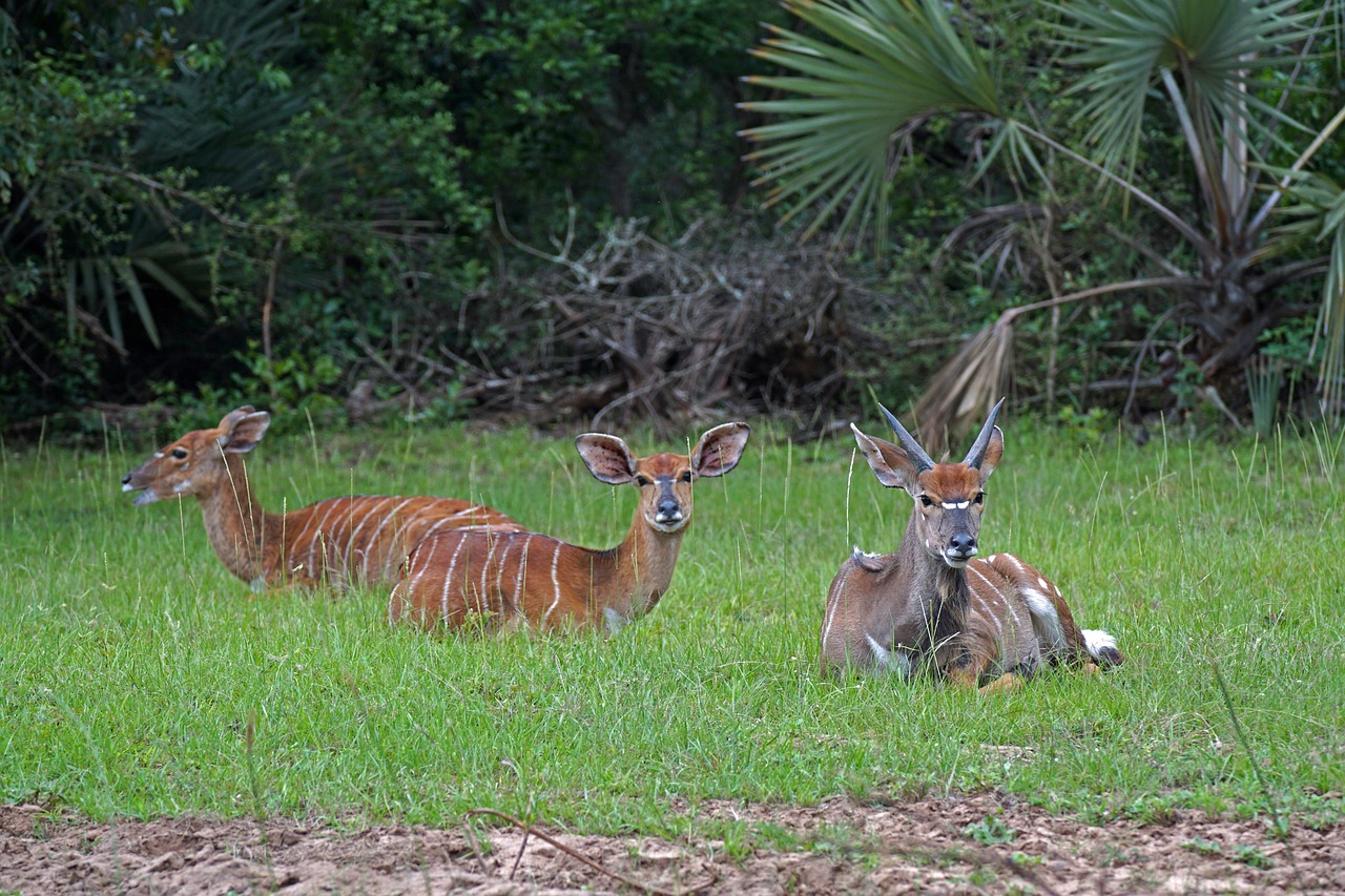 Ngorongoro National Park