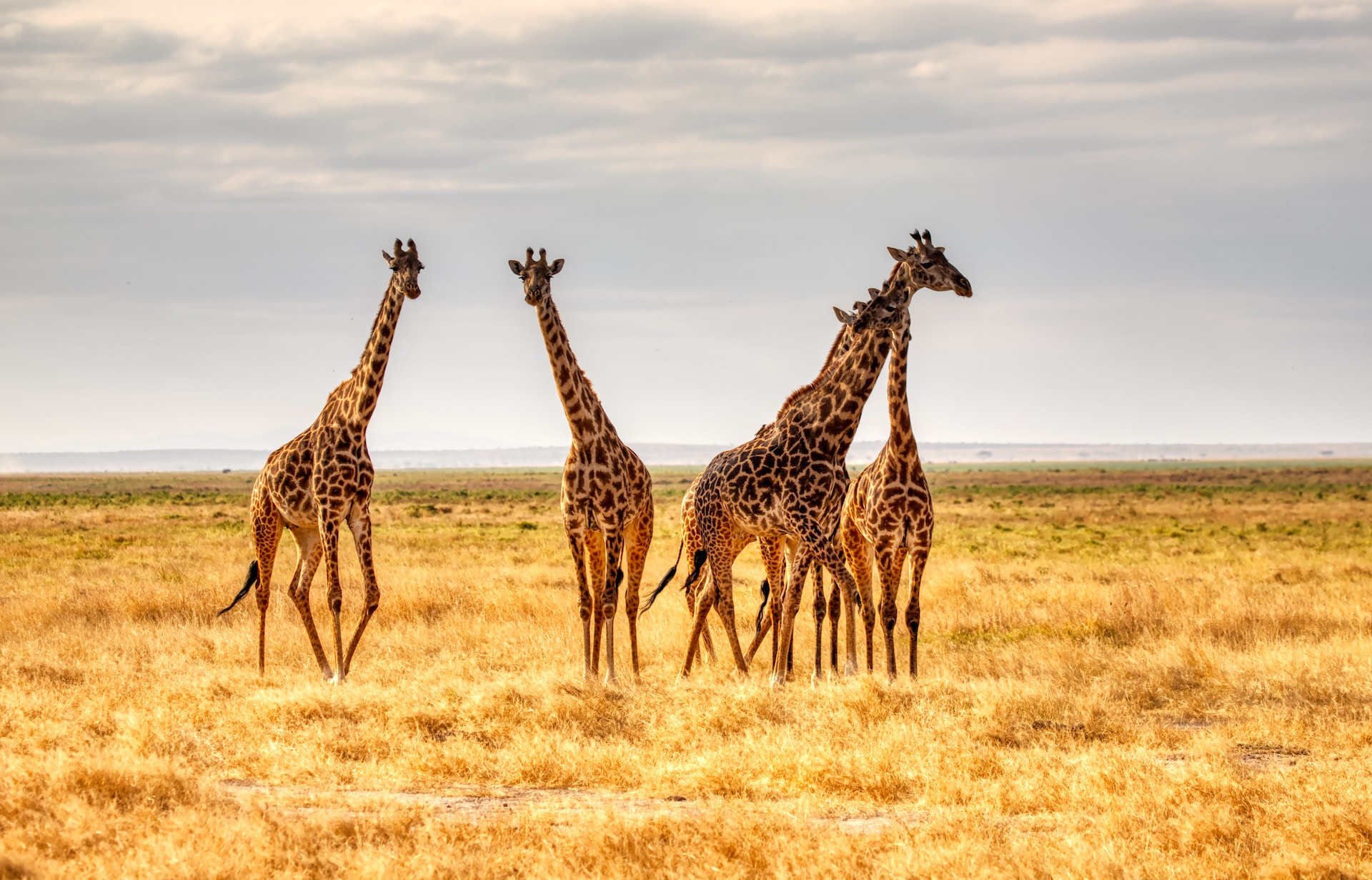 Ruaha National Park - Tanzania Safaris