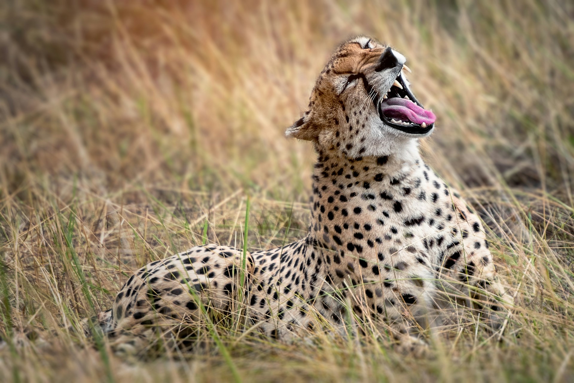 Cheetah - Tanzania and Kenya Combine Safari