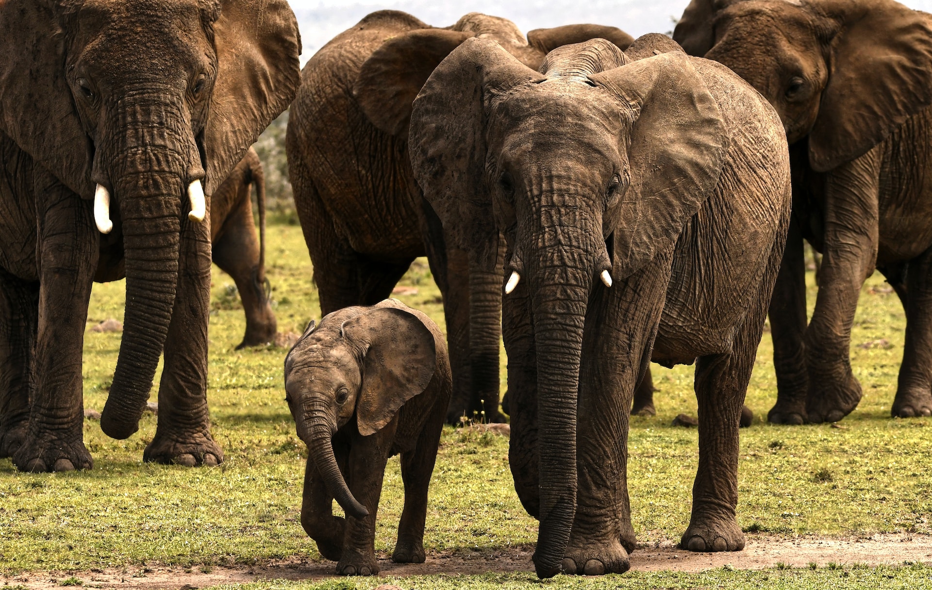 Amboseli National Park - Lasi Tours