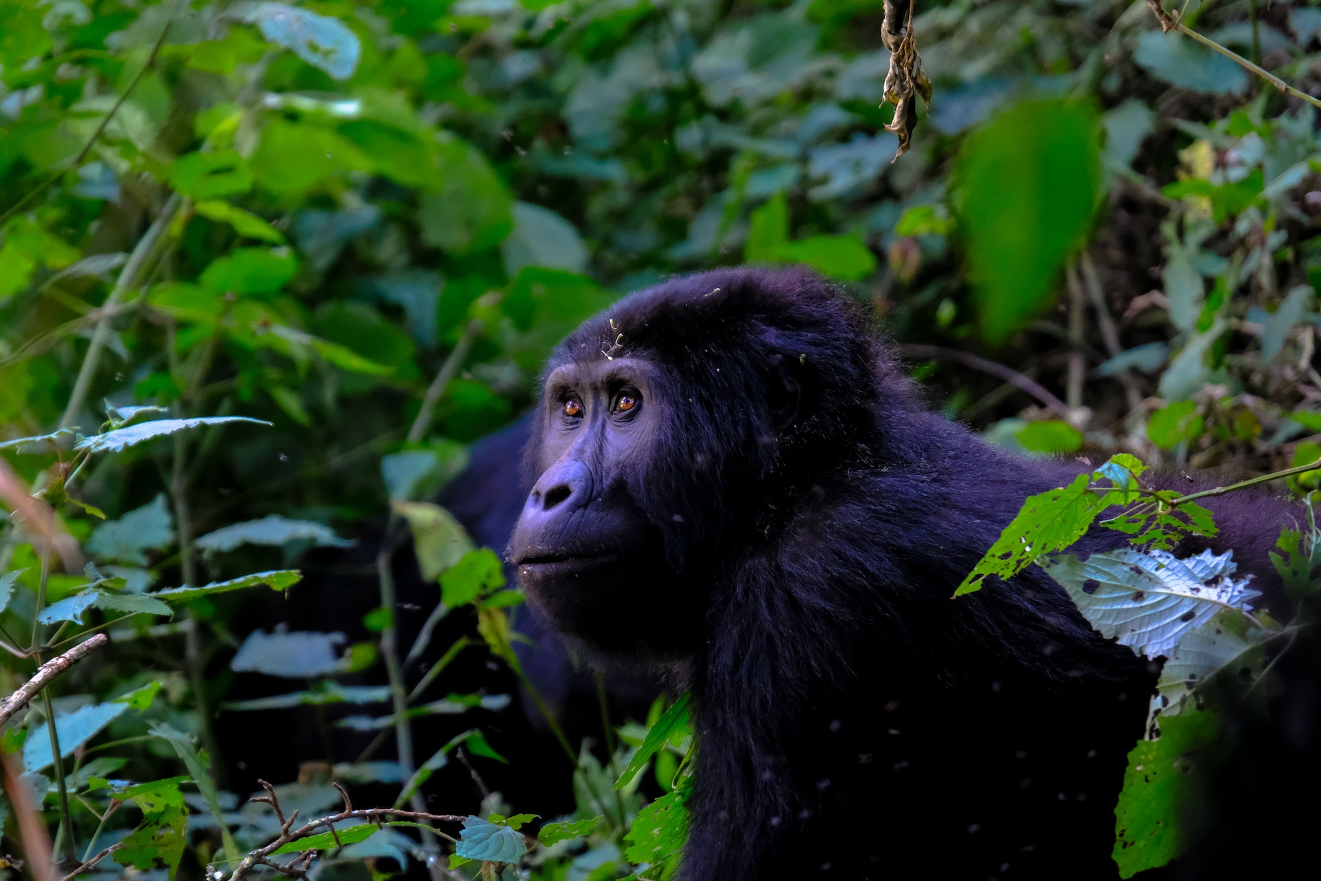 Uganda Safaris