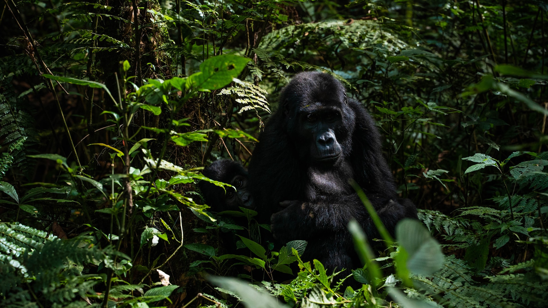 5 Days 4 nights - Gorilla and wildlife safari