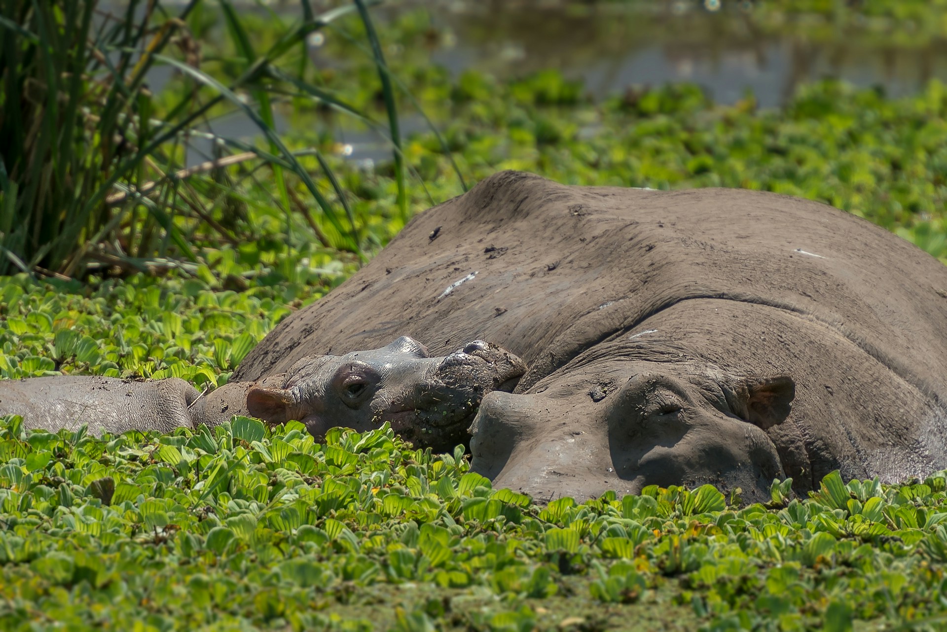 7 Days 6 Nights - Adventure Southern Tanzania Camping Safari - Lasi Tours