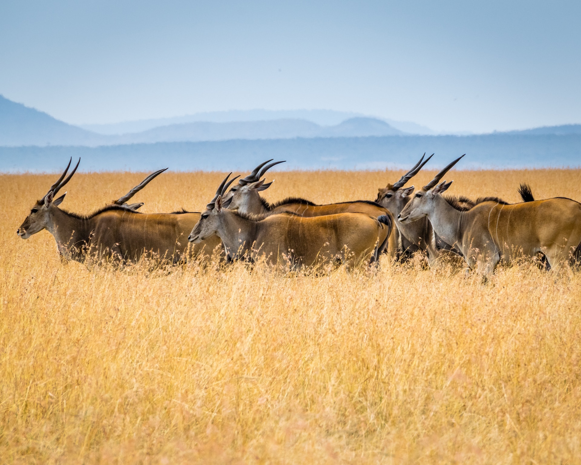 Lake Eyasi hunting safari - Lasi Tours