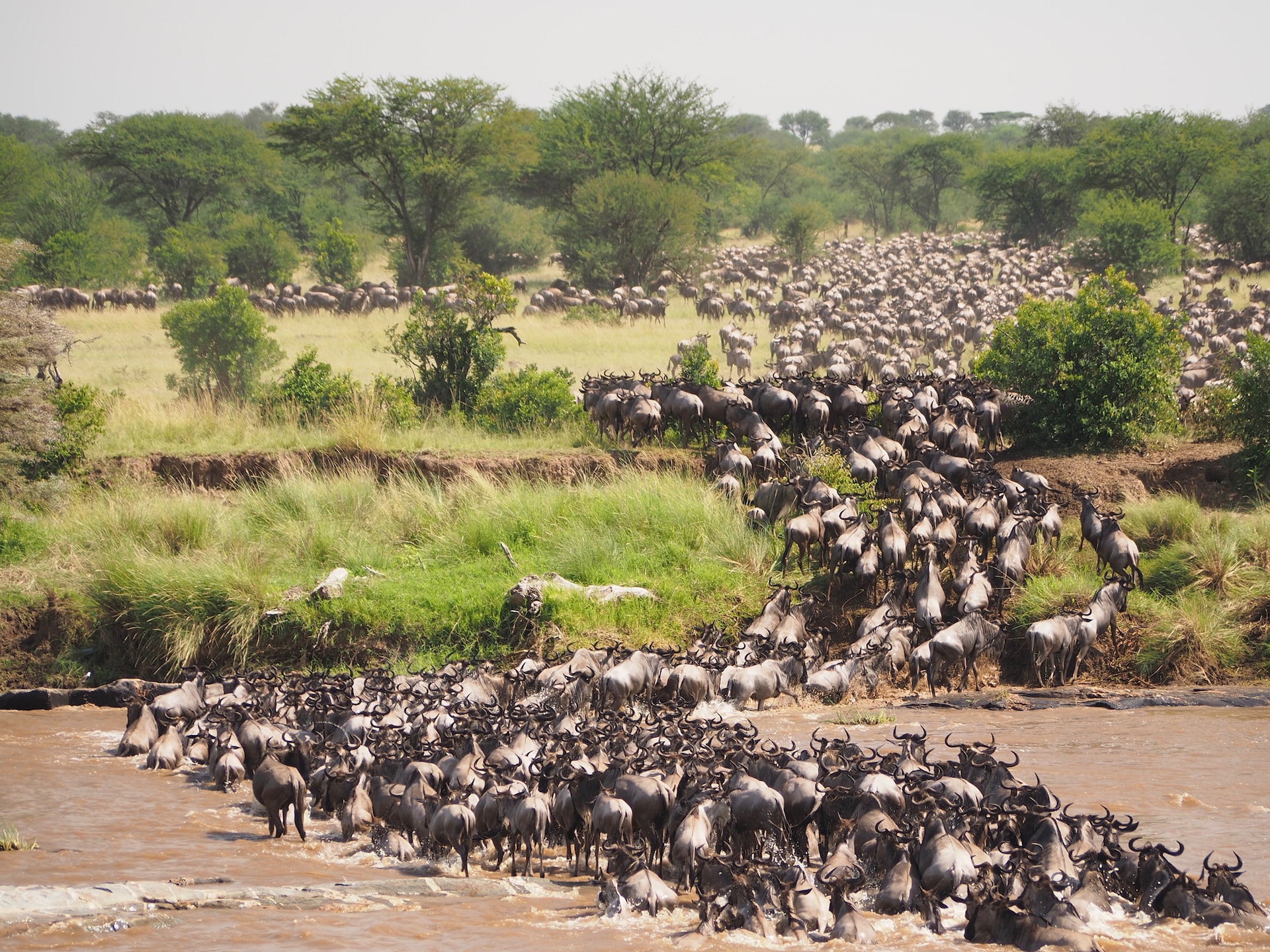 5 Days 4 Nights Tarangire, Serengeti, Ngorongoro Crater and Manyara Lake