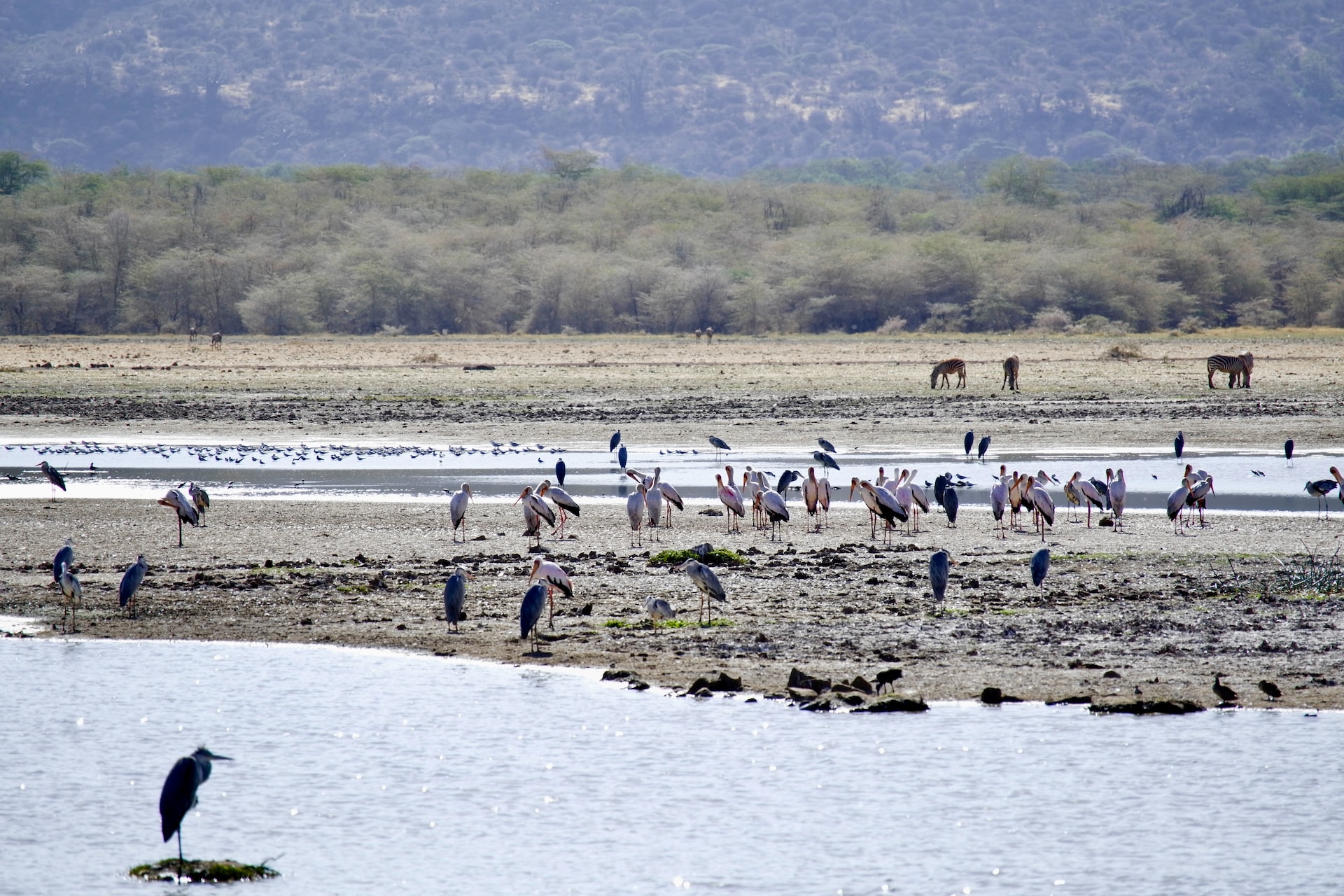 Arusha Park & Ngorongoro crater