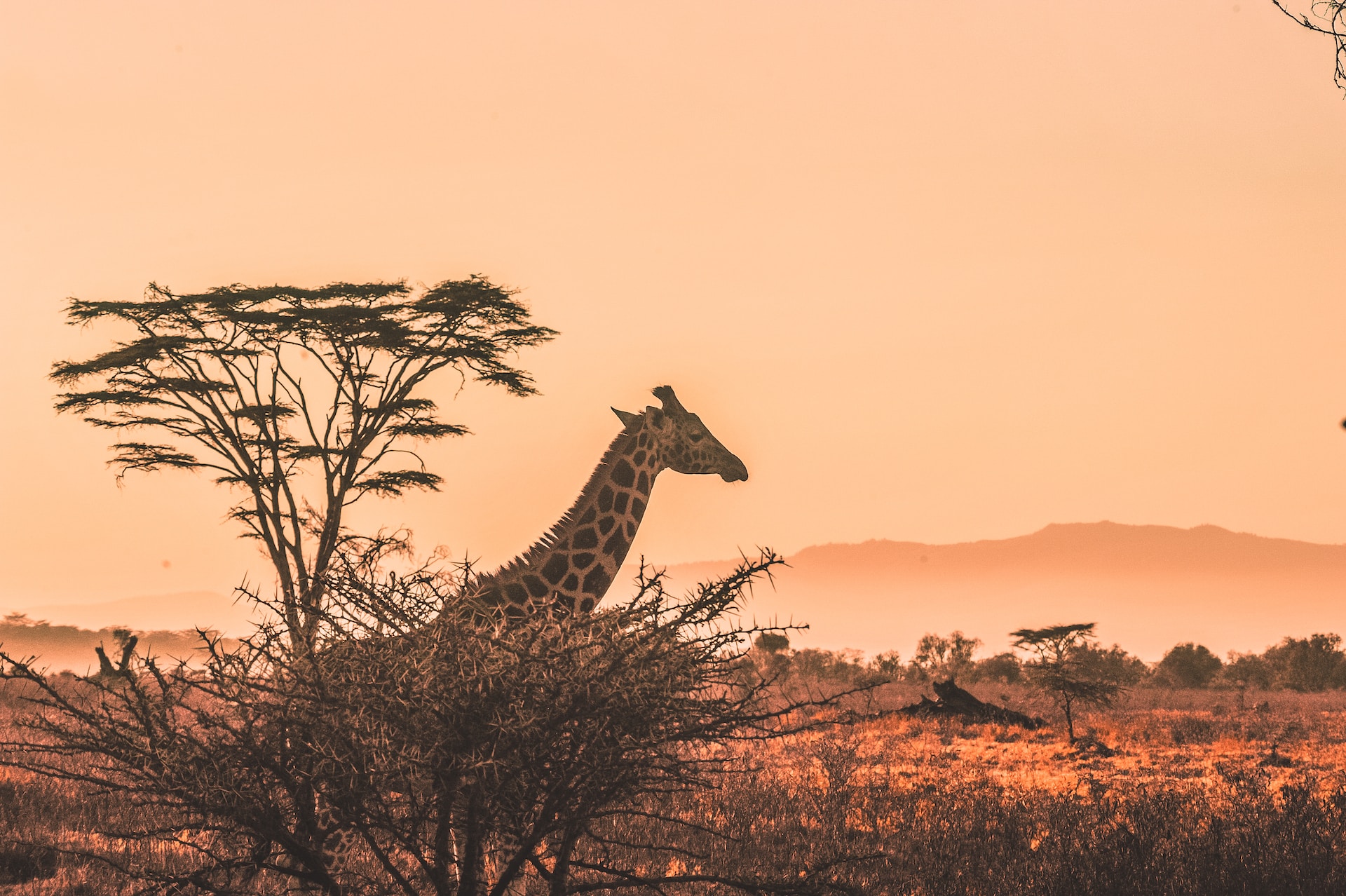 Arusha Park,Tarangire park, Lake Manyara park Ngorongoro crater