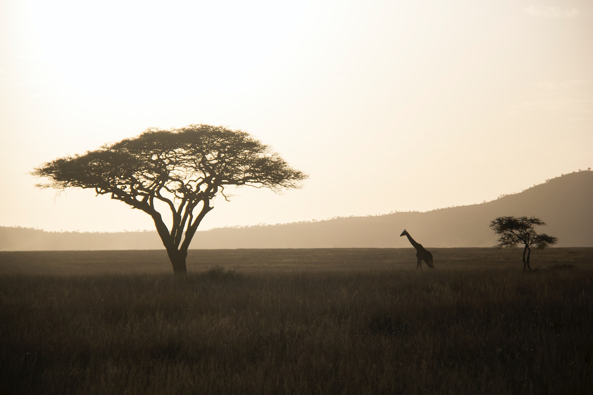 5 Days 4 Nights - Lake Manyara Park (night game drive) Serengetieti Park & Ngorongoro crater