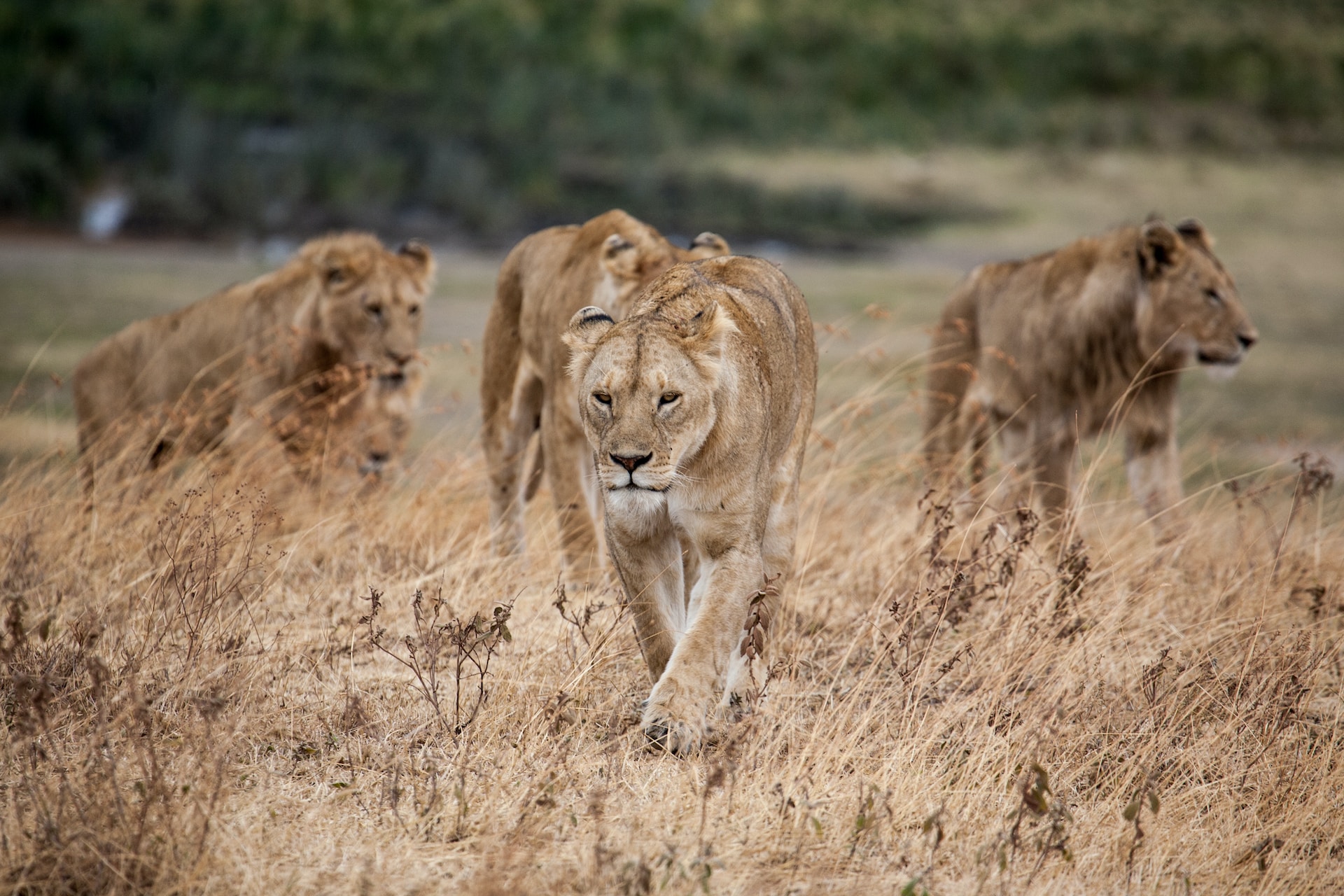 Serengeti, Ngorongoro crater (Marathon safari)