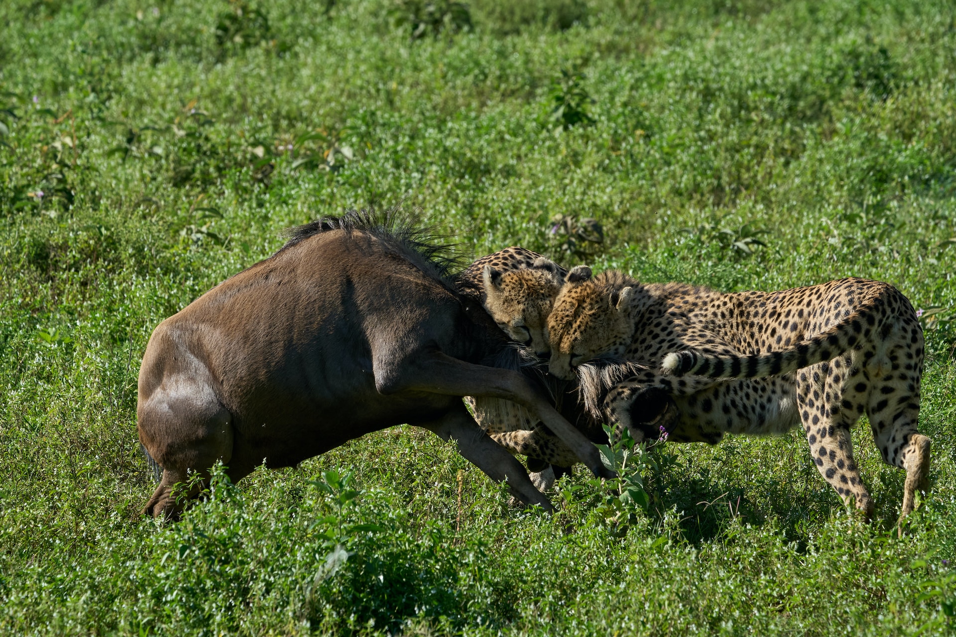 5 Days 4 Nights - Lake Manyara Park (night game drive) Serengetieti Park & Ngorongoro crater