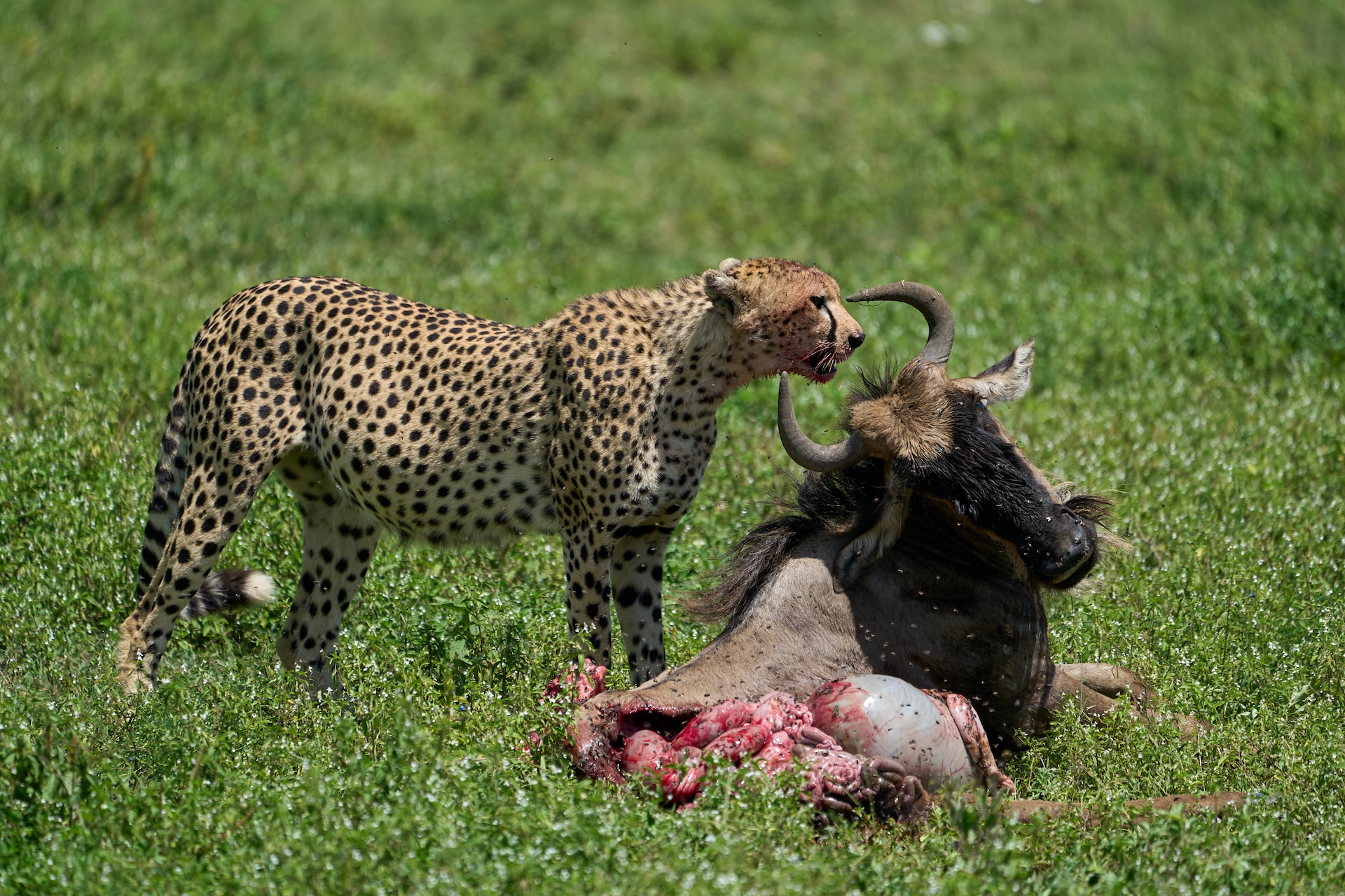 Tarangire National park & Ngorongoro crater