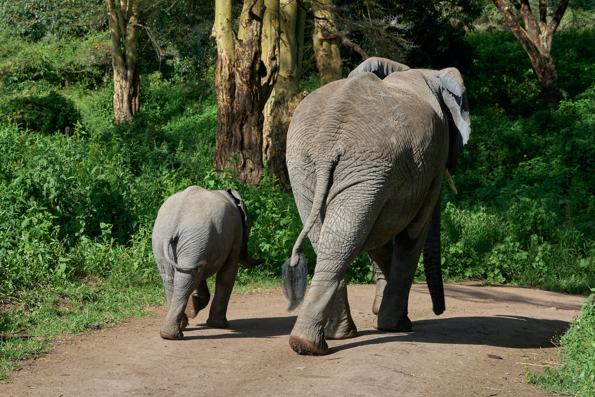 7 Days 6 Nights Best of Mara River Crossing