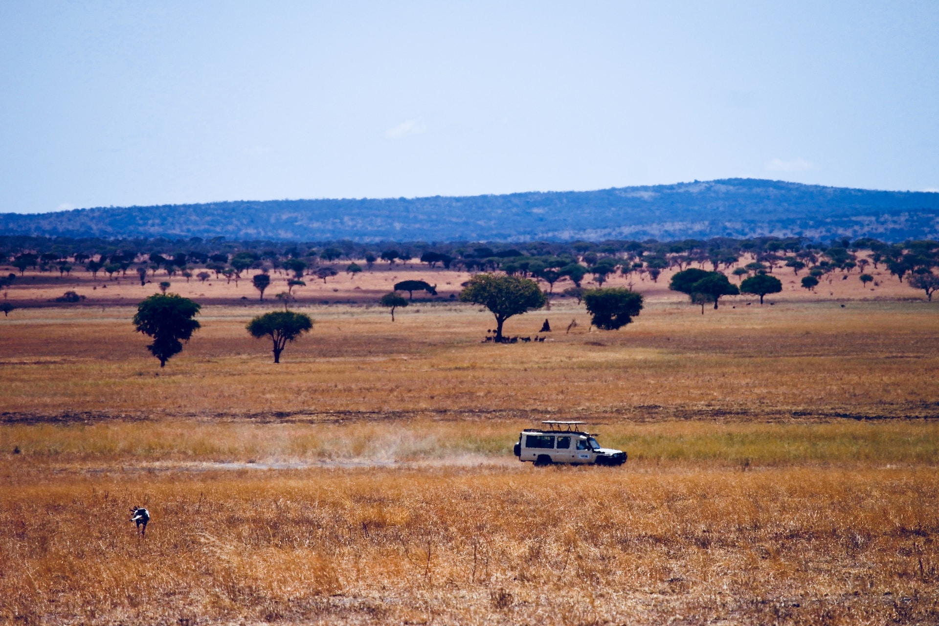 Day trip to Tarangire National park