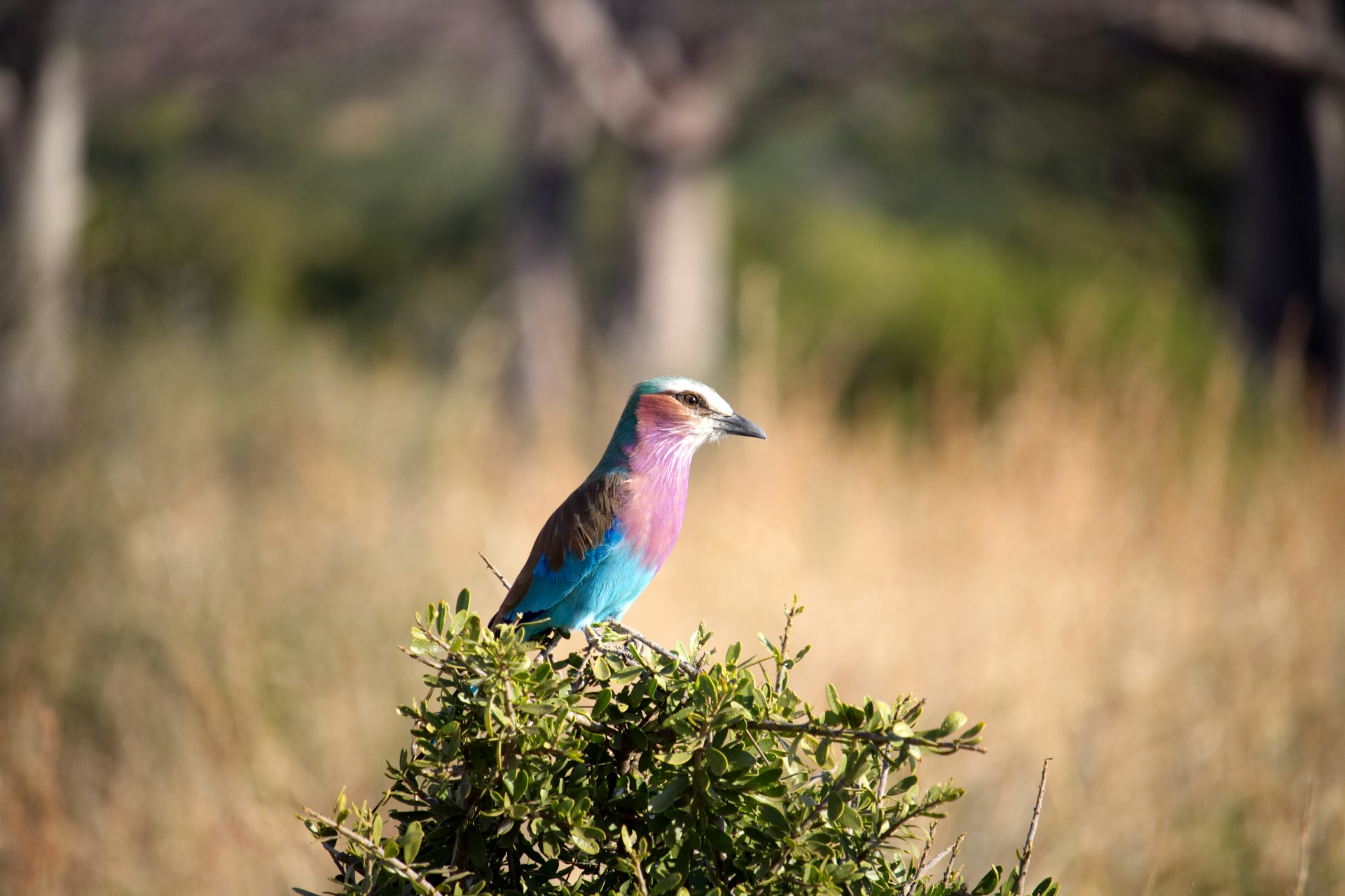 4 Days 3 Nights - Selous Compact Camping Safari