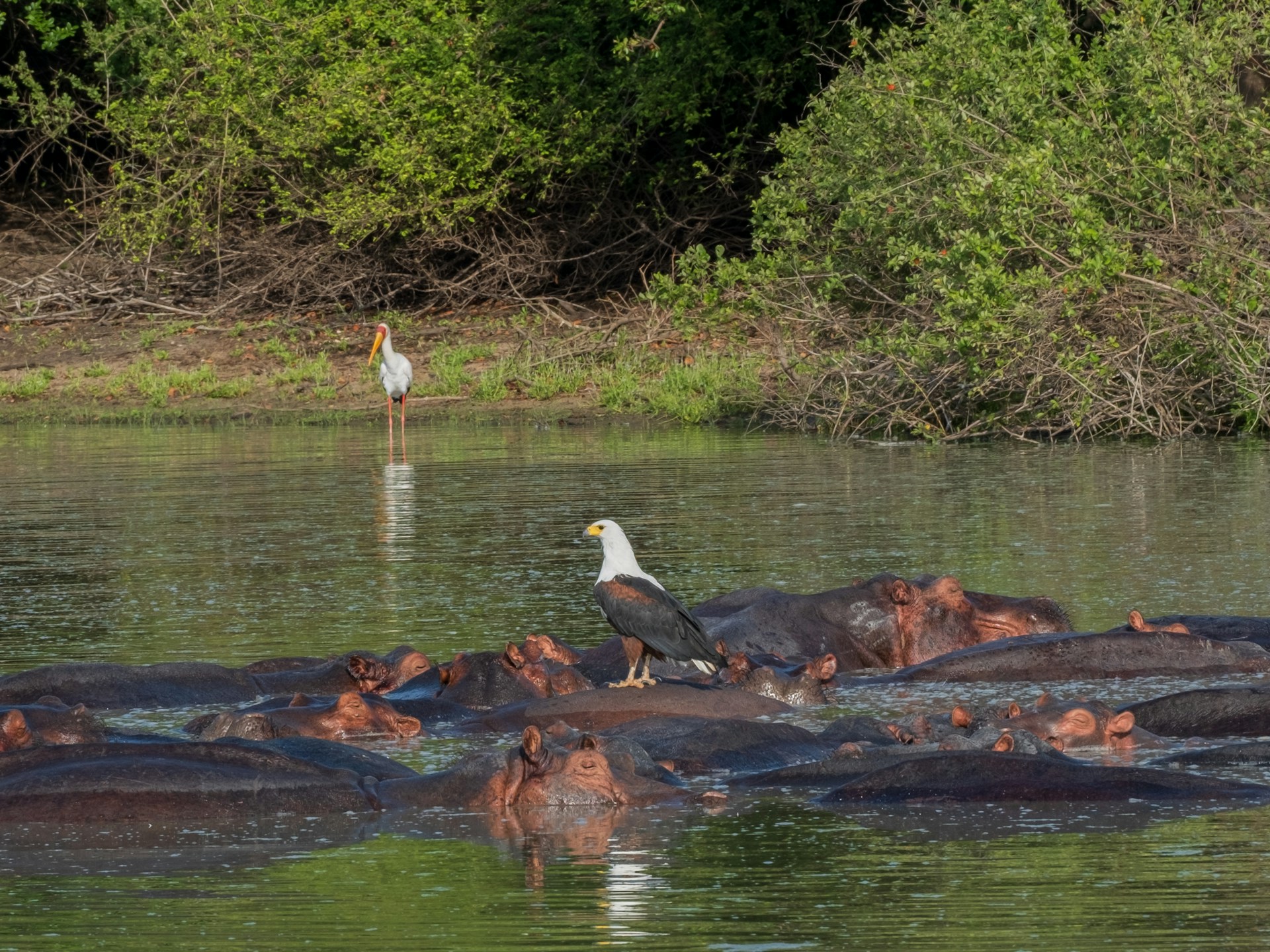 8 Days 7 Nights - Best of Southern Tanzania Safari