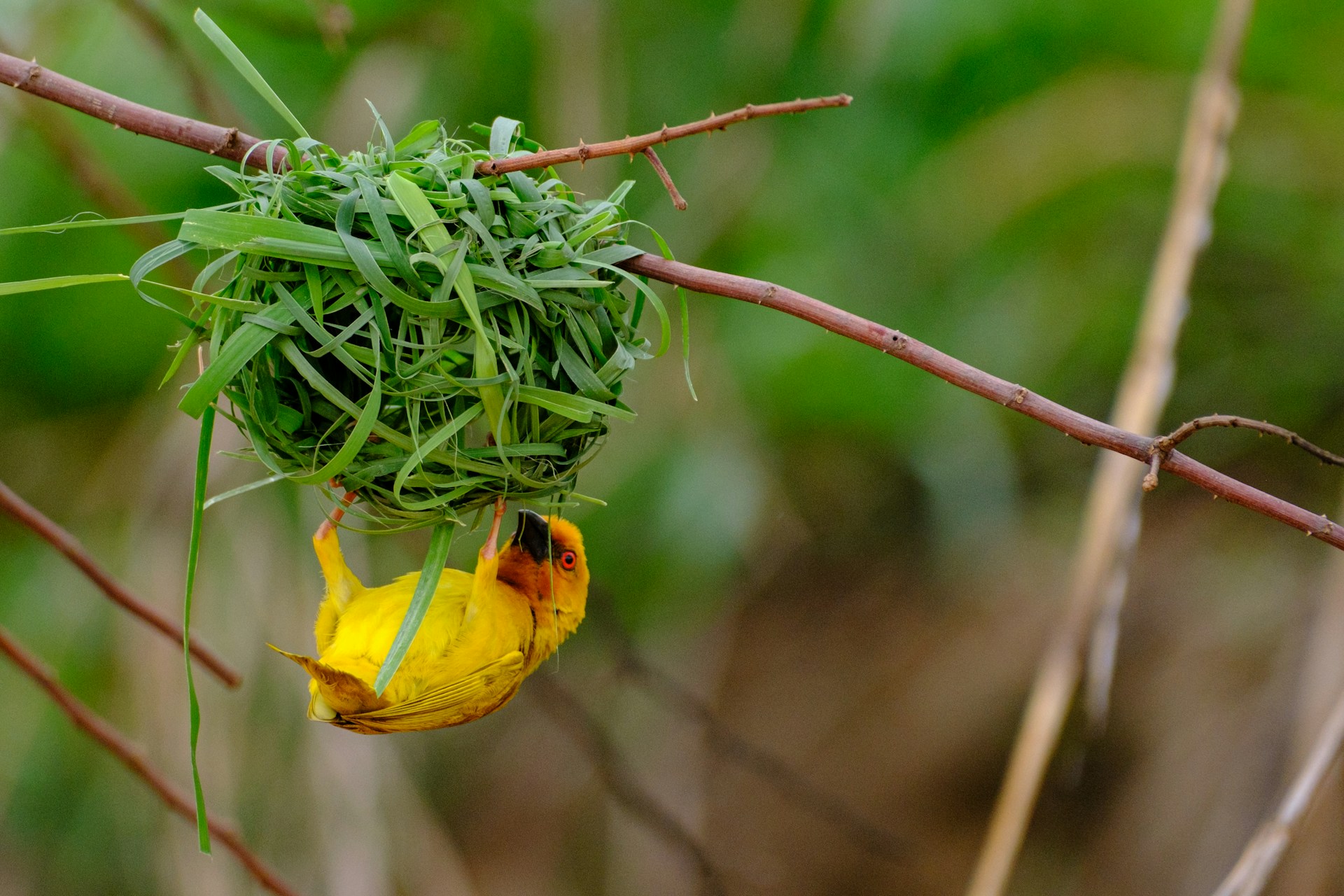 5 Days 4 Nights - Gombe Stream National Park