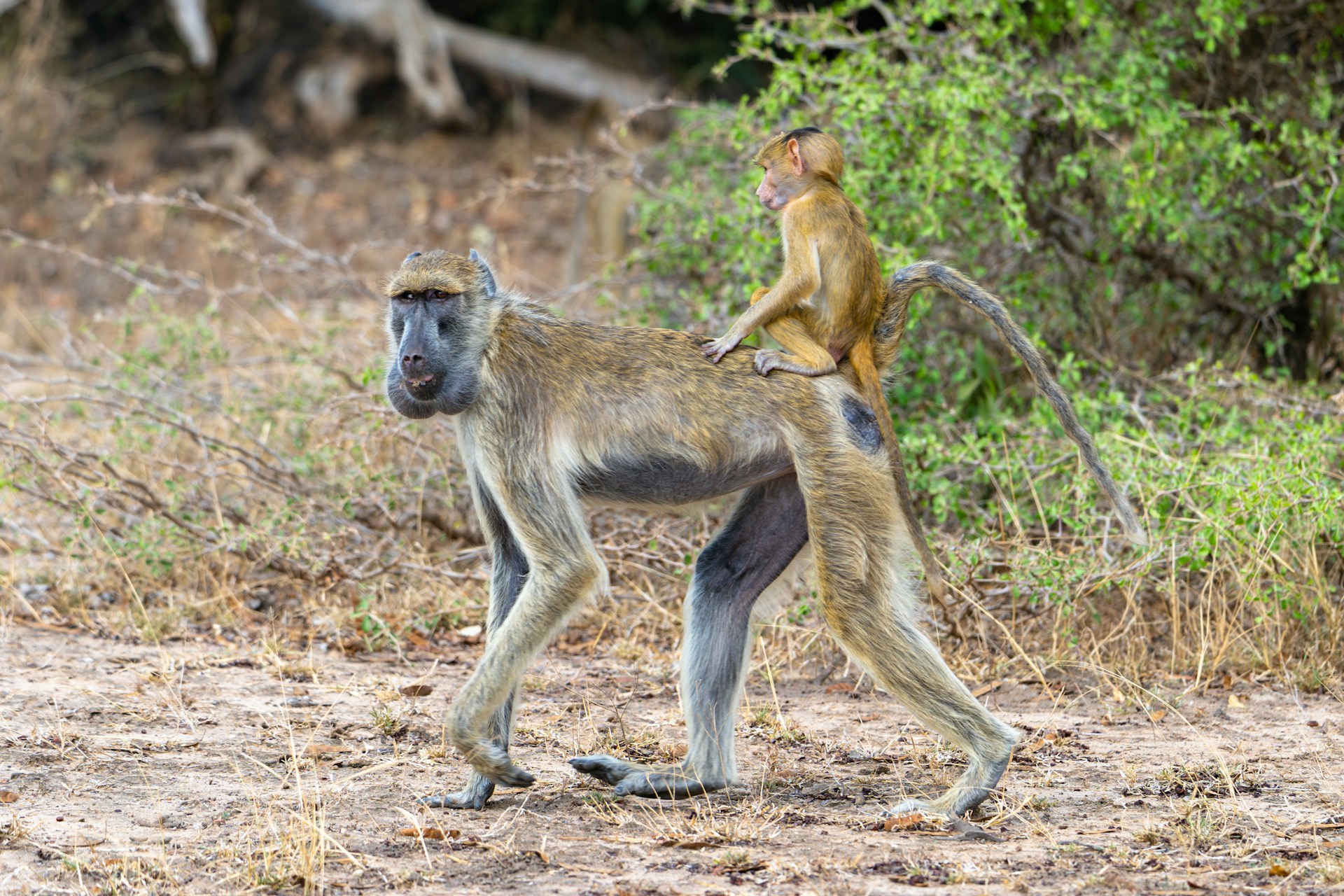 7 Days 6 Nights - Adventure Southern Tanzania Camping Safari