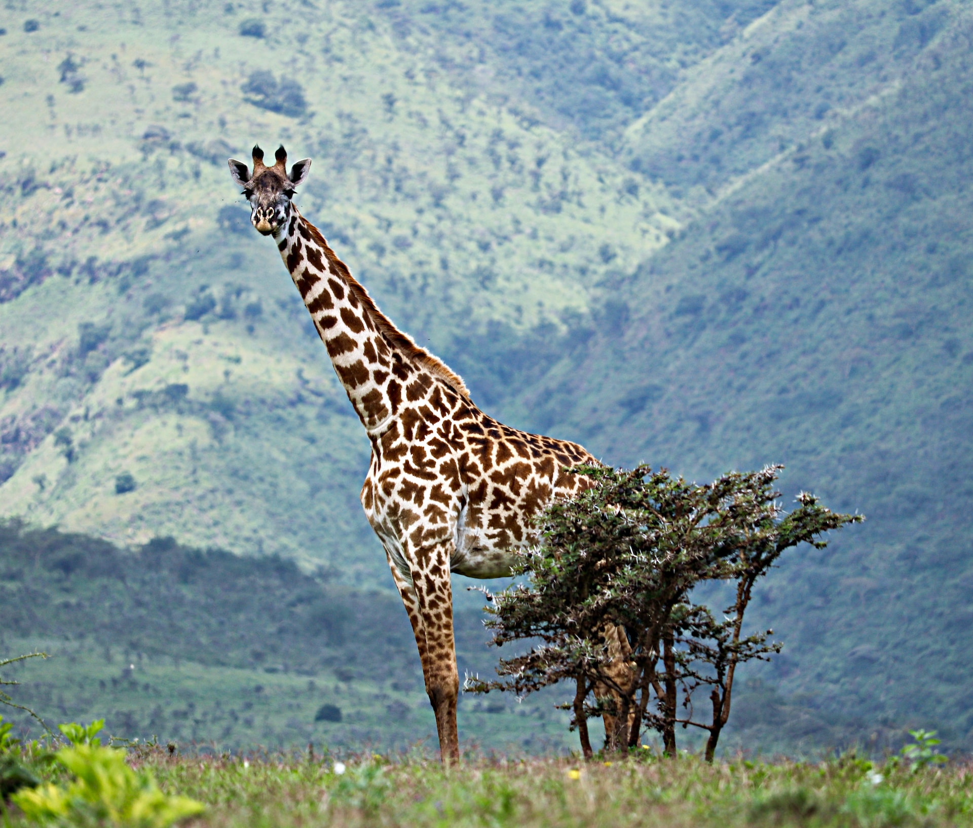 5 Days 4 Nights - Lake Manyara Park(night game drive) Serengeti Park & Ngorongoro crater