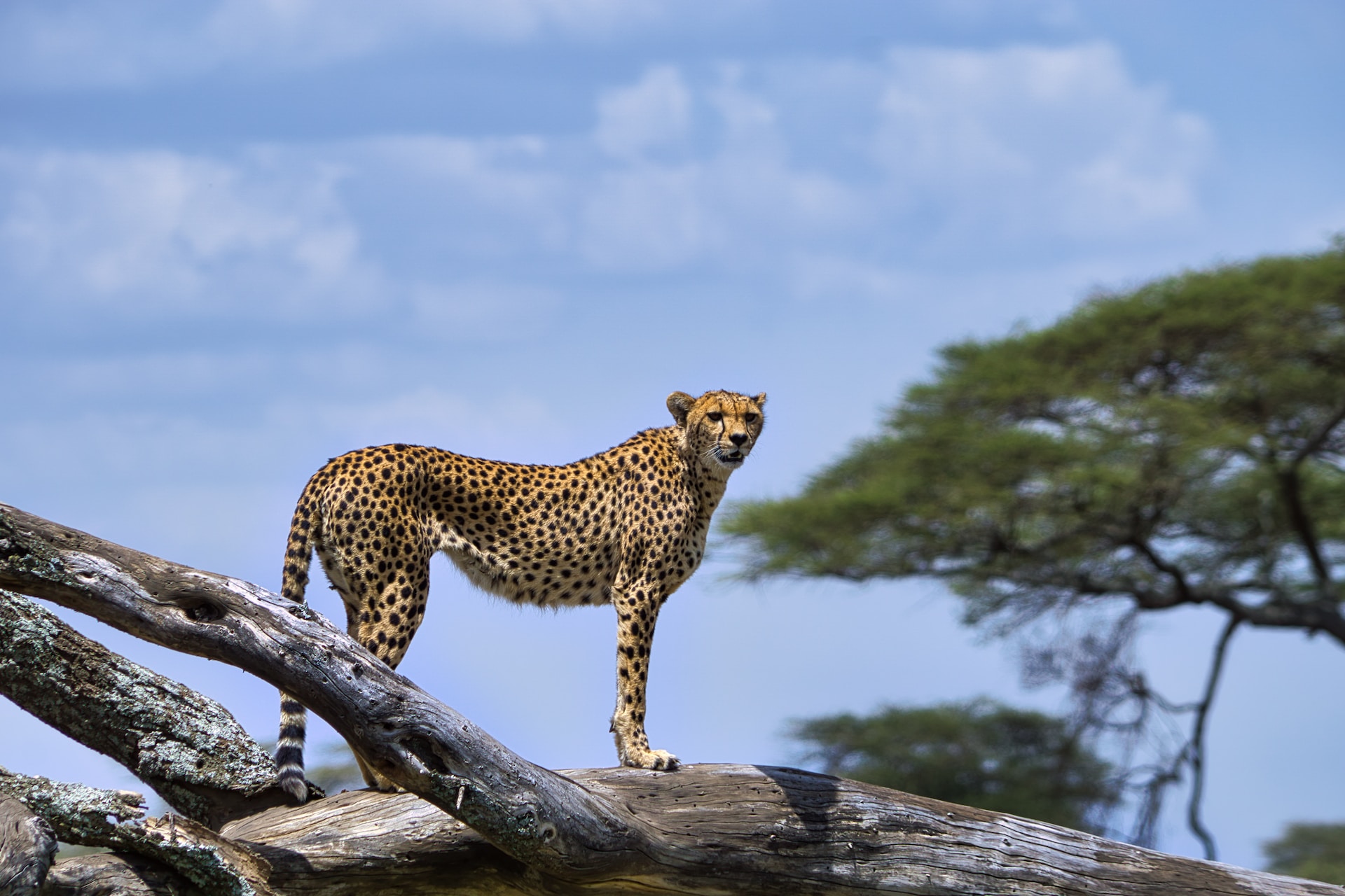 5 Days 4 Nights - Lake Manyara Park (night game drive) Serengetieti Park & Ngorongoro crater