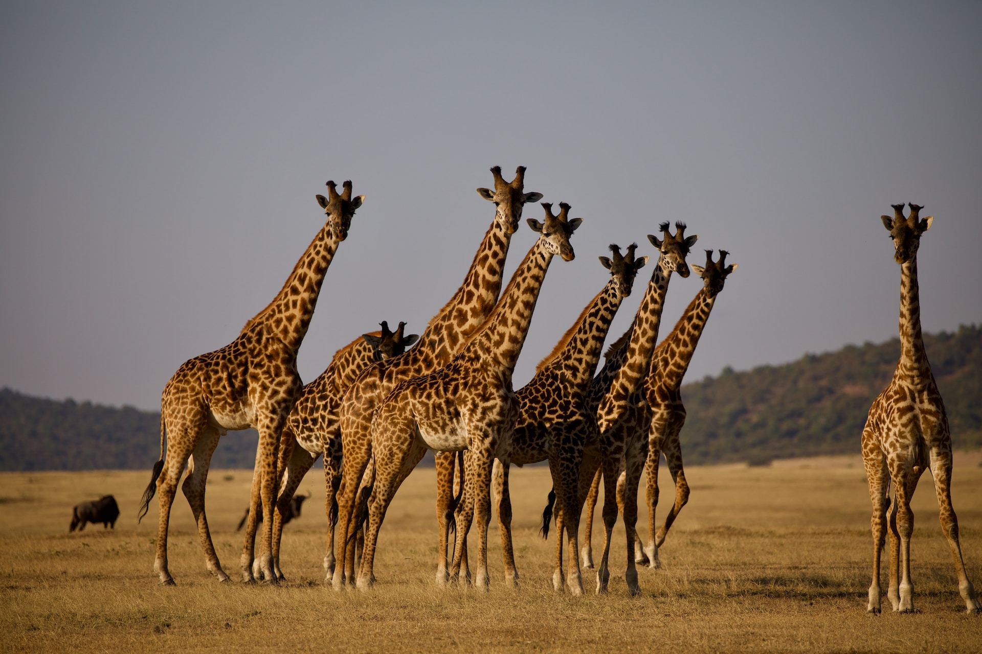 Serengeti - Tanzania Safaris - Lasi Tours