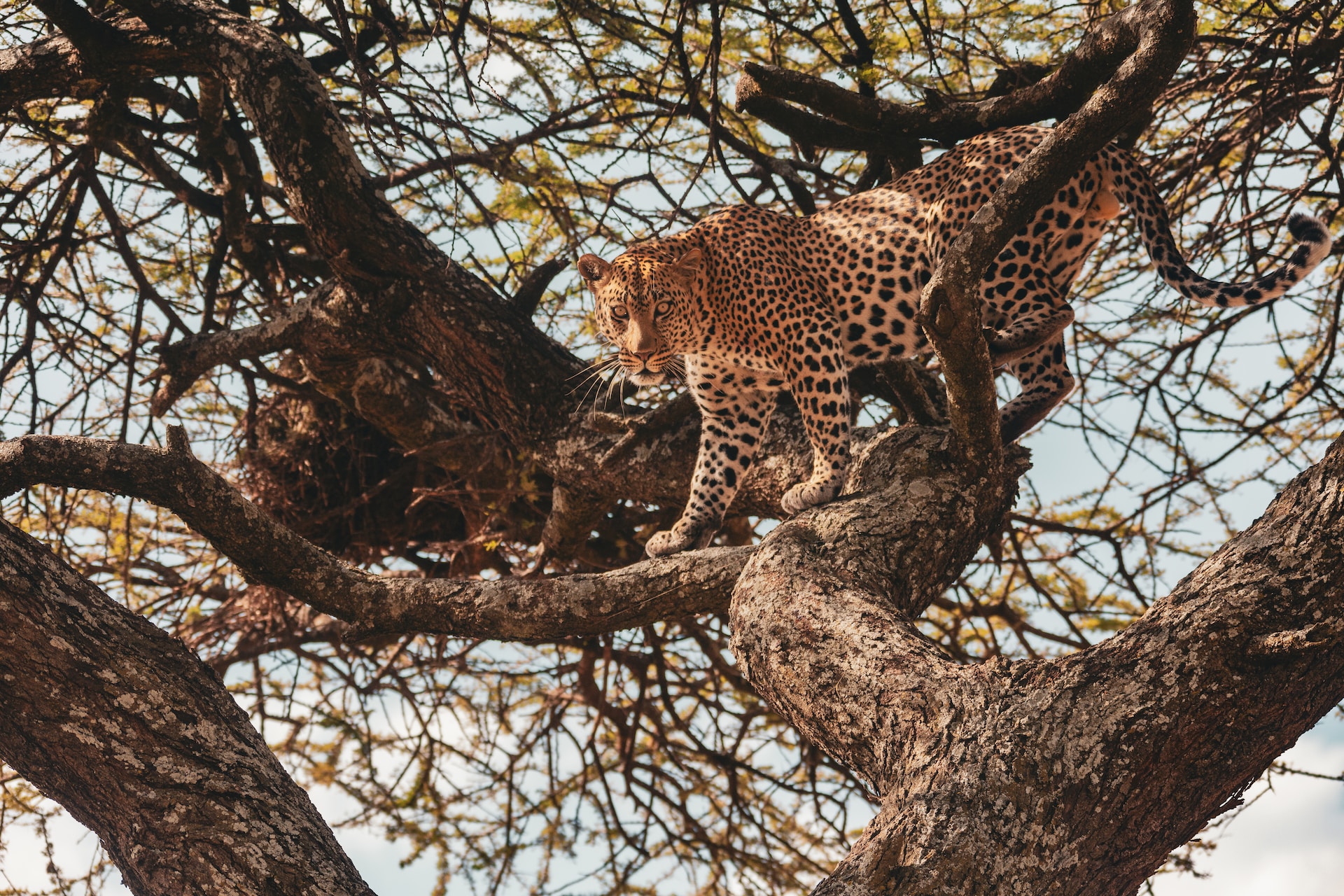 5 Days 4 Nights - Lake Manyara Park (night game drive) Serengetieti Park & Ngorongoro crater