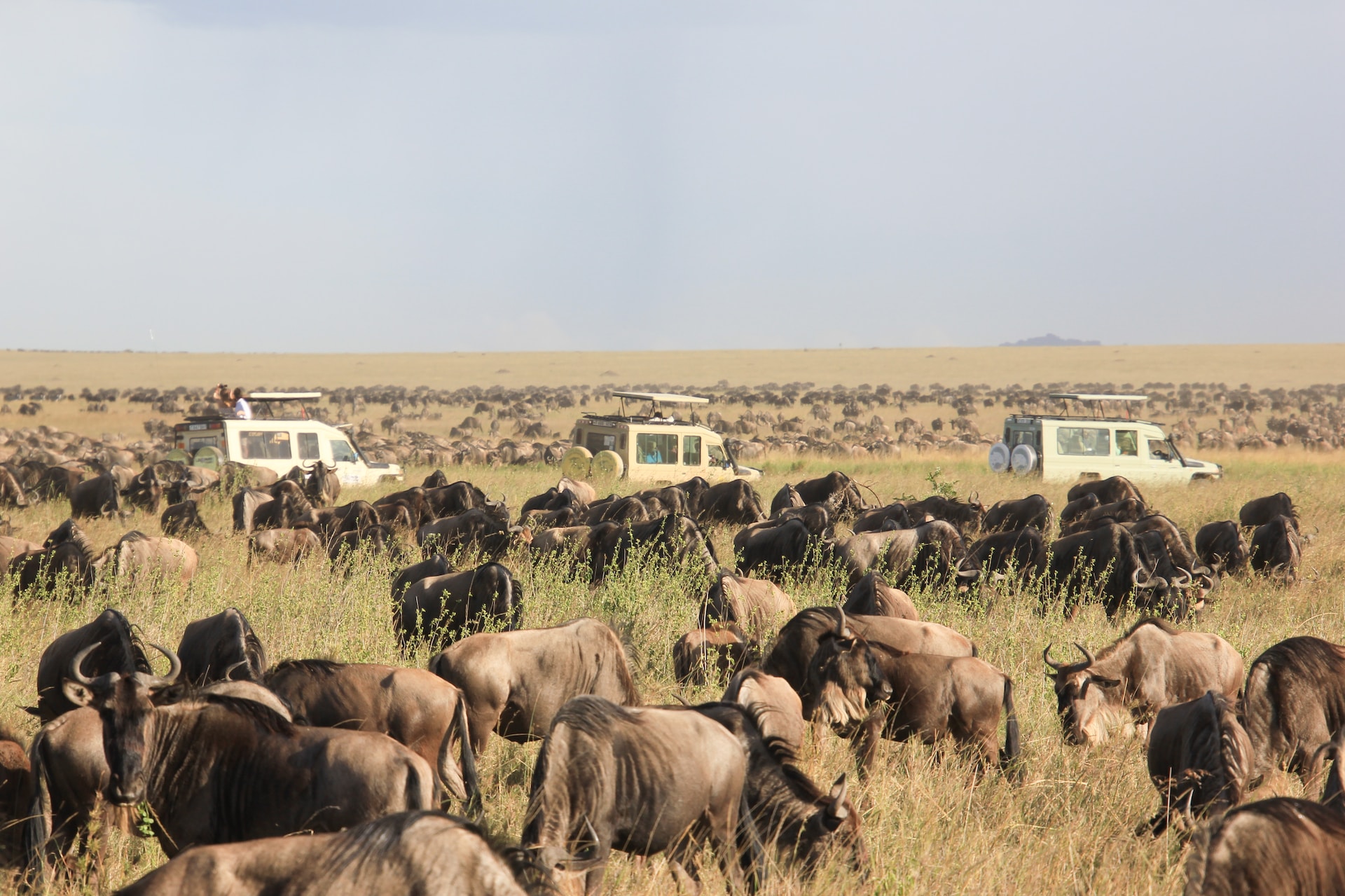 Nyerere National Park - Tanzania Safaris - Lasi Tours