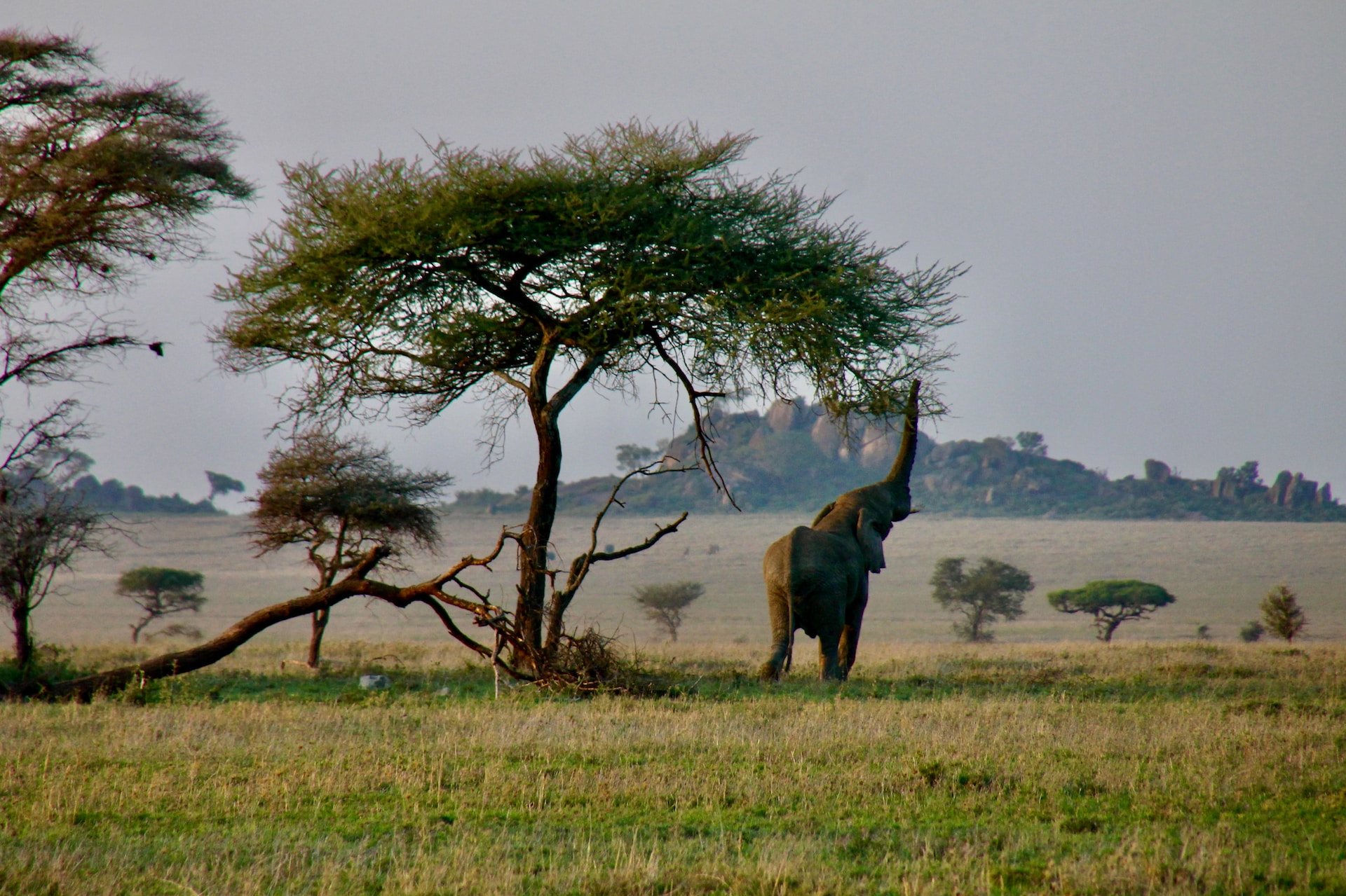 3 Days 2 Nights - Tarangire Park, Ngorongoro Crater and Lake Manyara