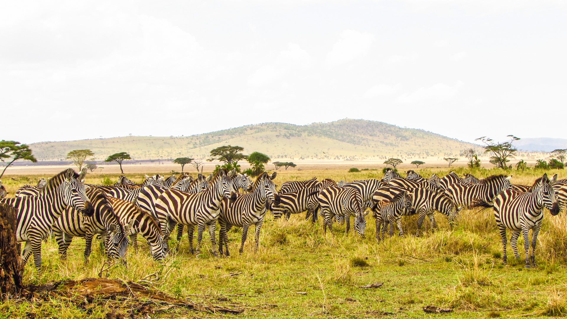 4 Days 3 Nights - Lake Manyara Park Serengetieti Park & Ngorongoro crater