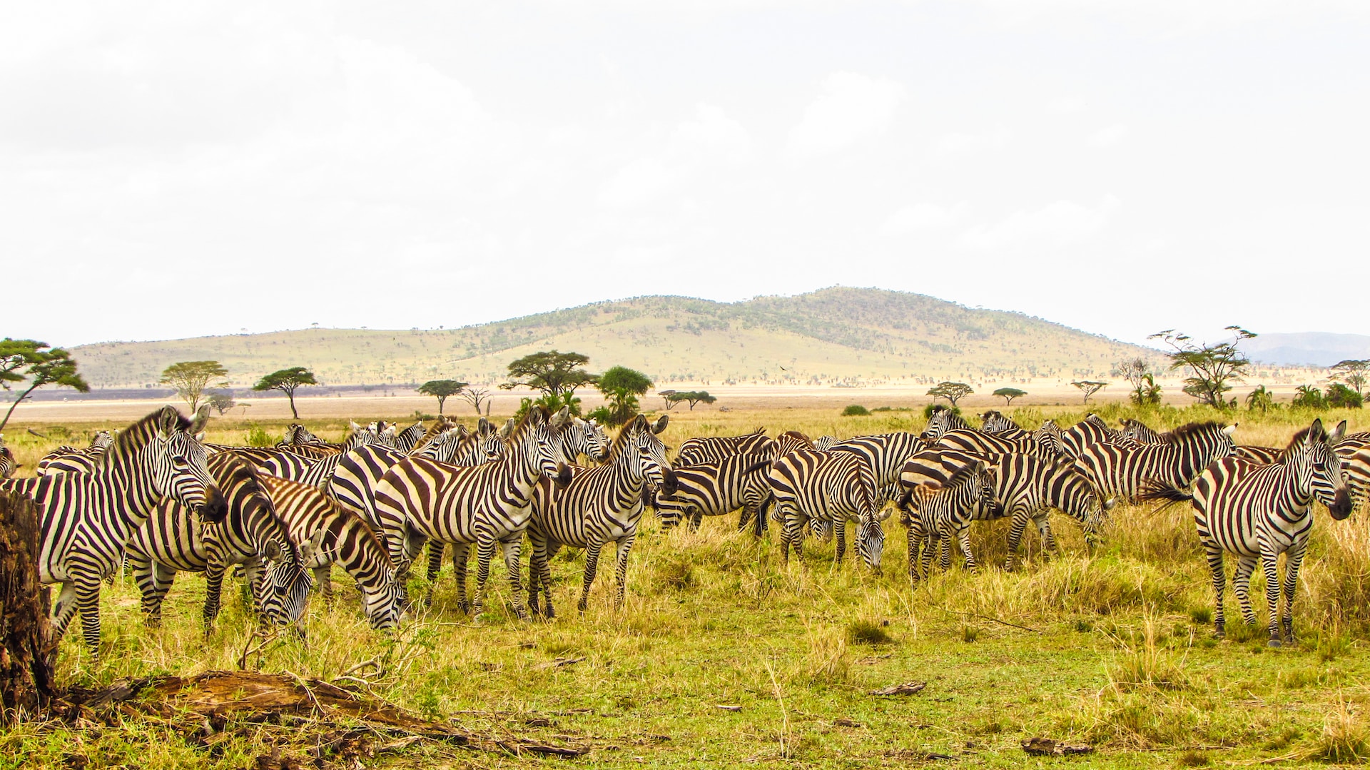 Serengeti, Ngorongoro crater (Marathon safari)