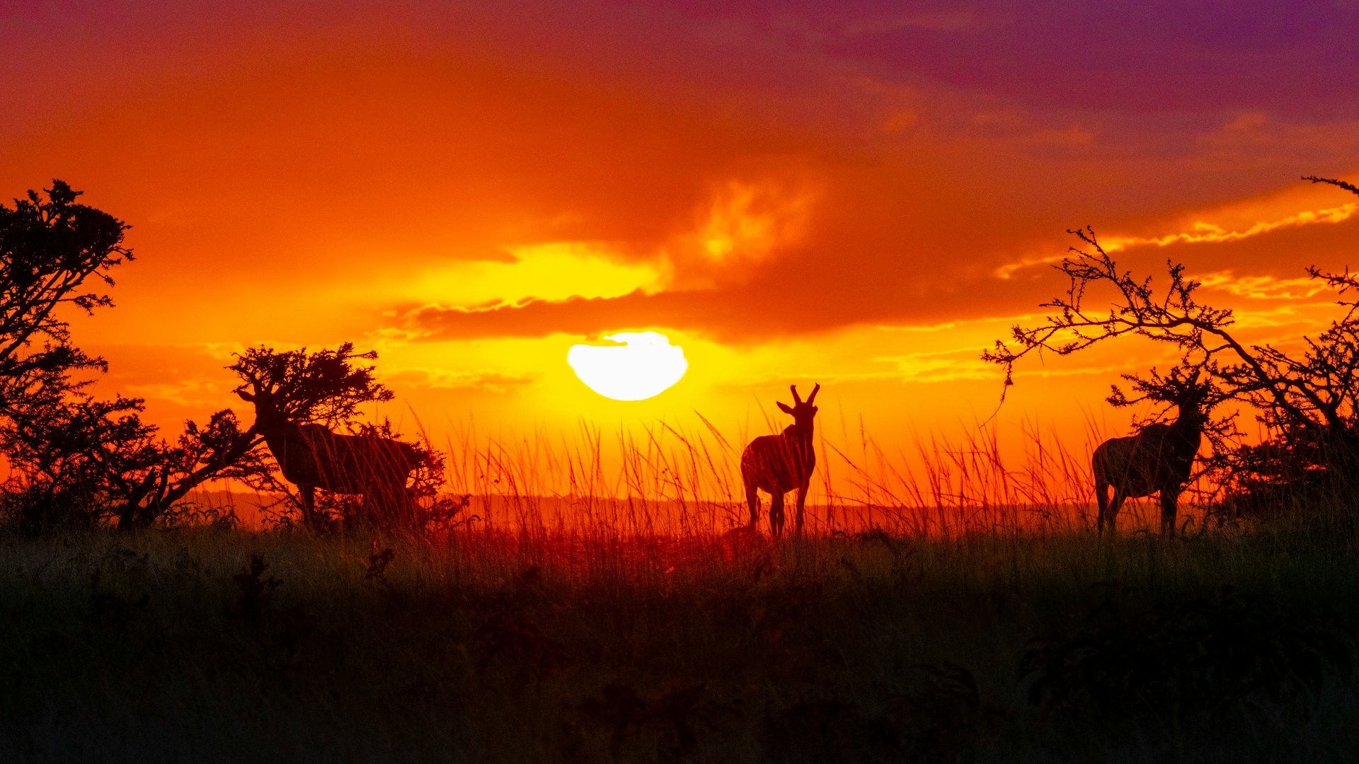 Tanzania Safaris