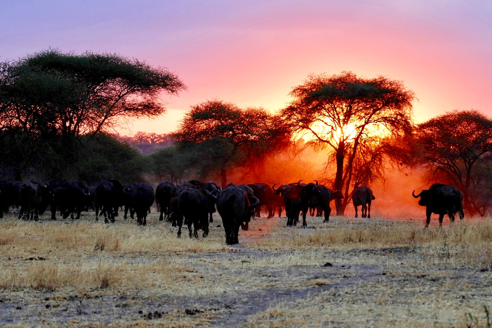 3 Days 2 Nights - Serengeti, Ngorongoro crater (Marathon safari) - Lasi Tours