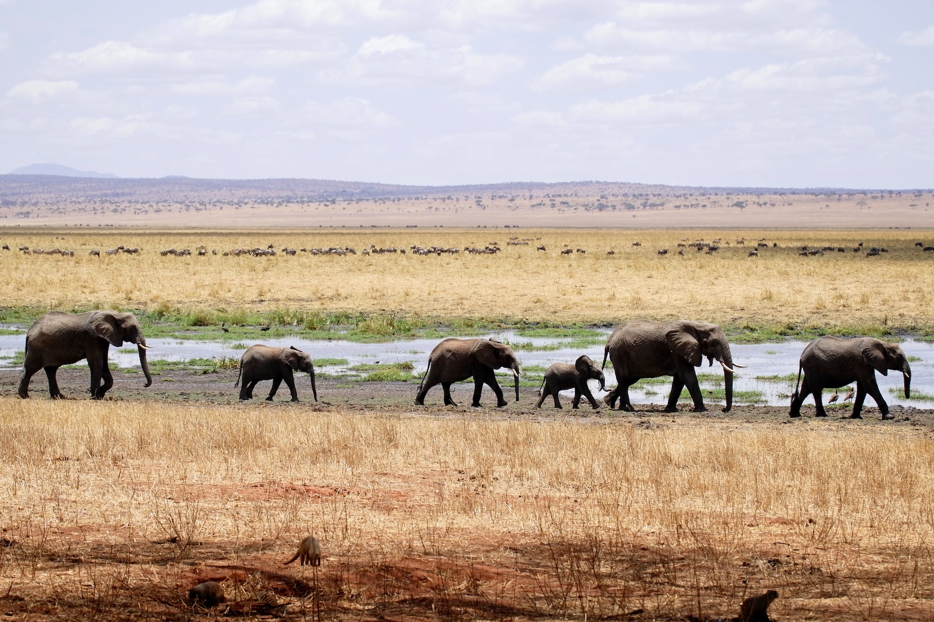 Tarangire Park & Lake Manyara Park