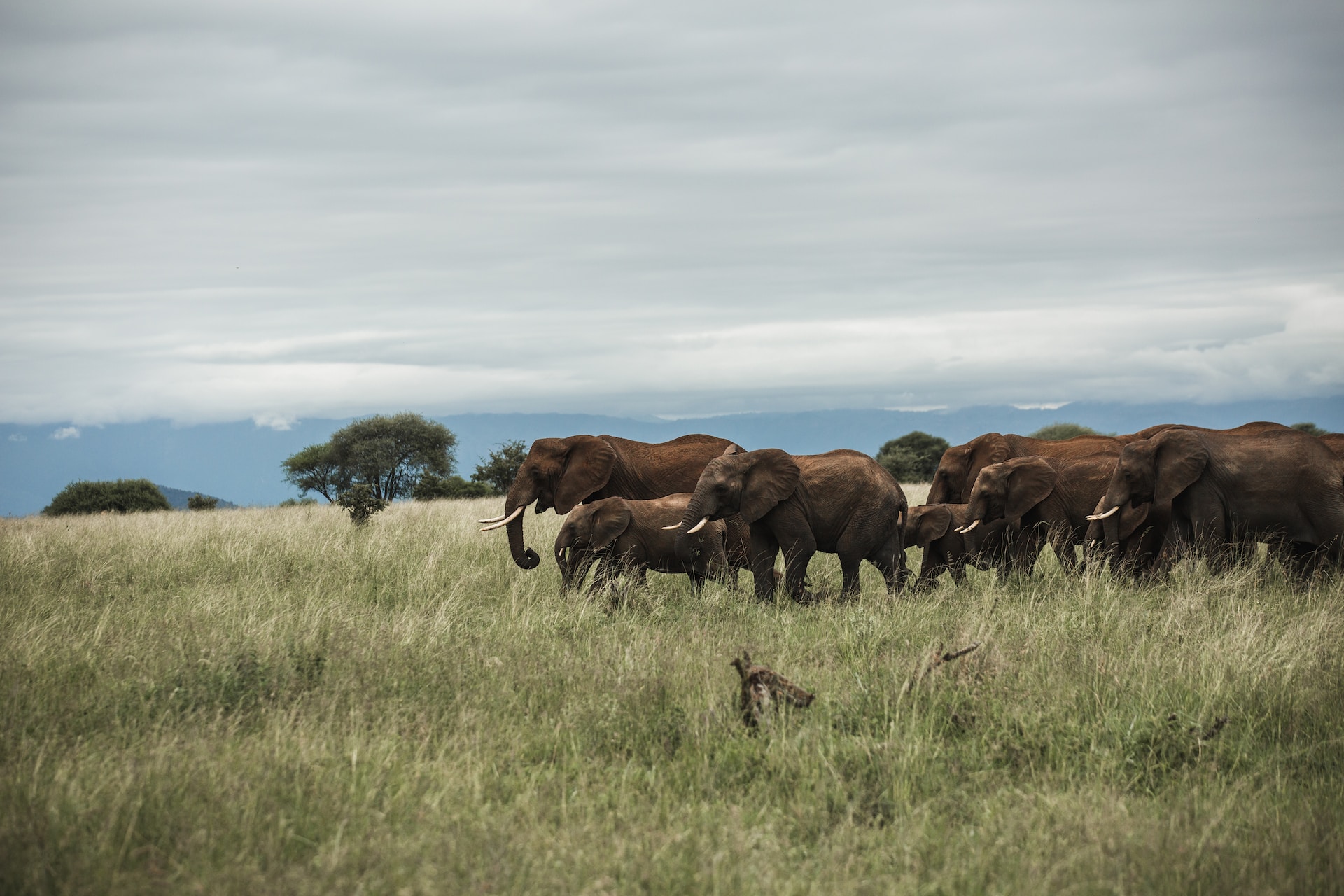 Tarangire National park & Ngorongoro crater