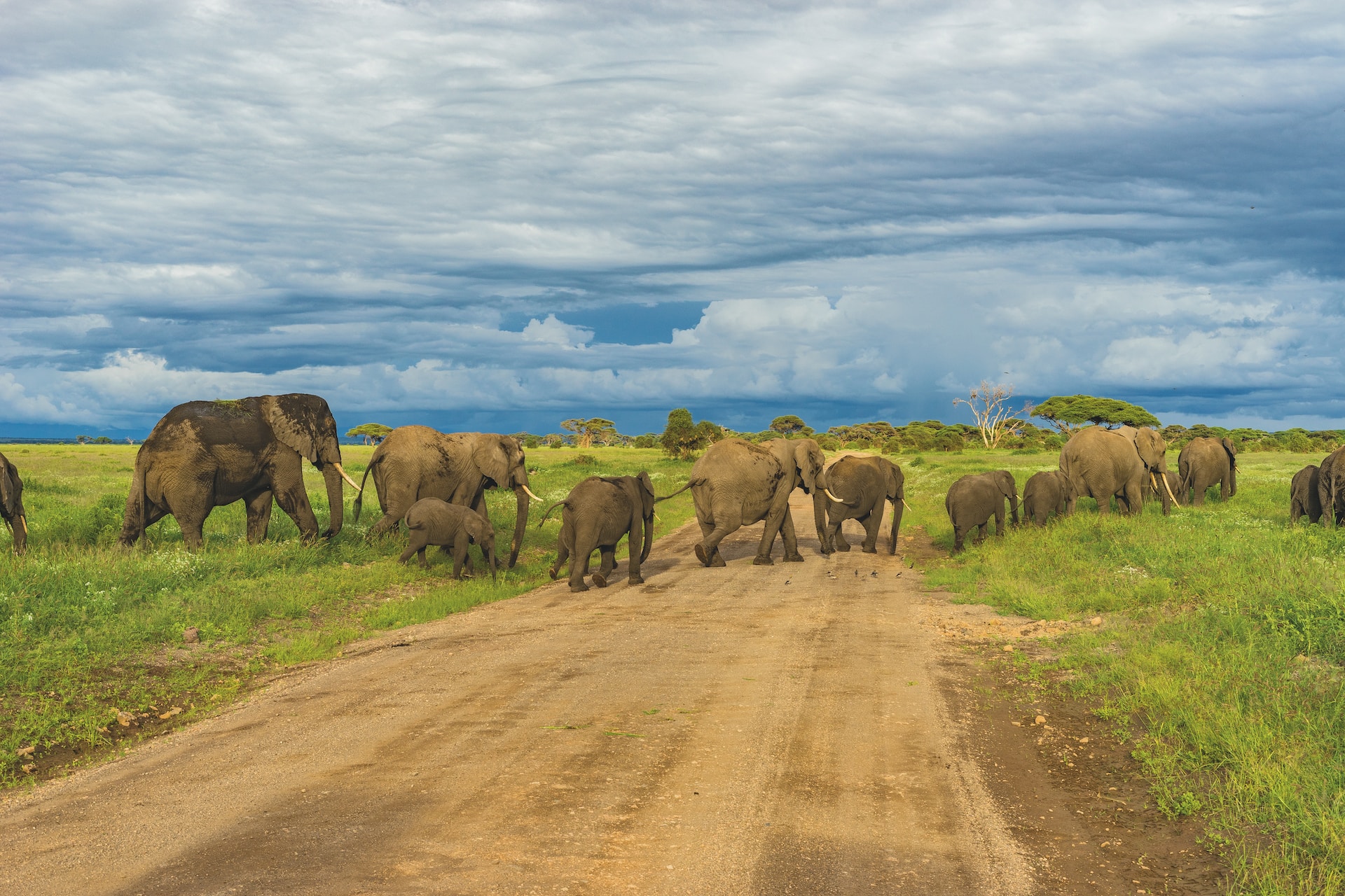 Tarangire Park & Lake Manyara Park